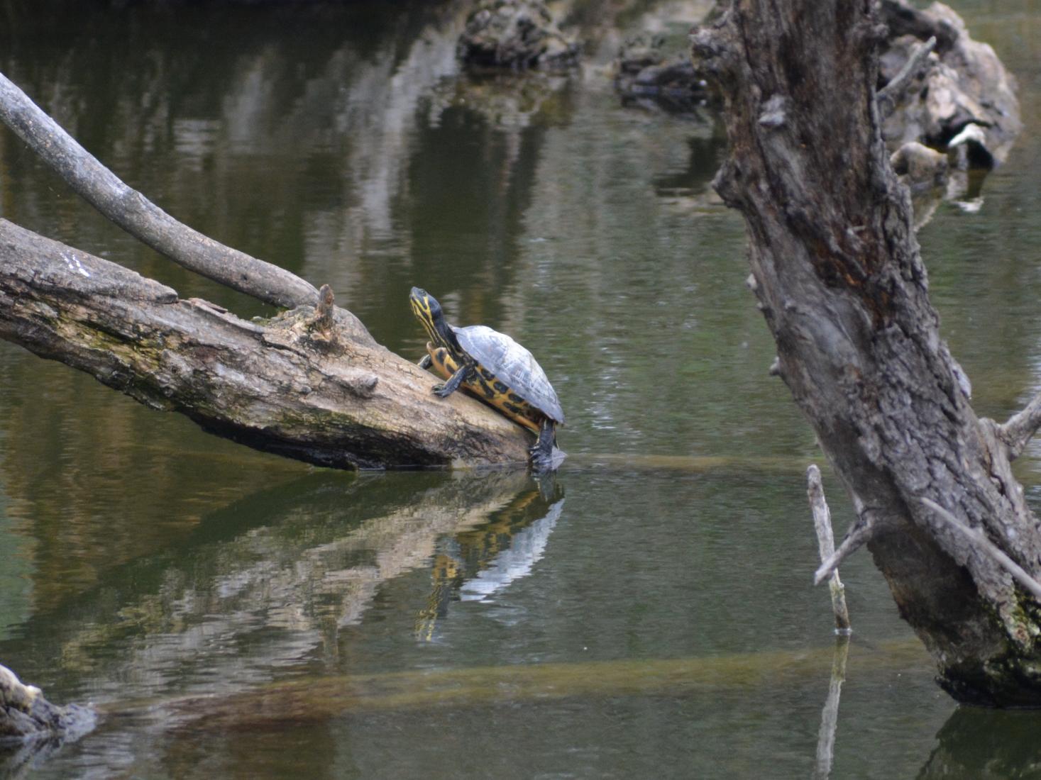 Gelbwangen-Schmuckschildkröte