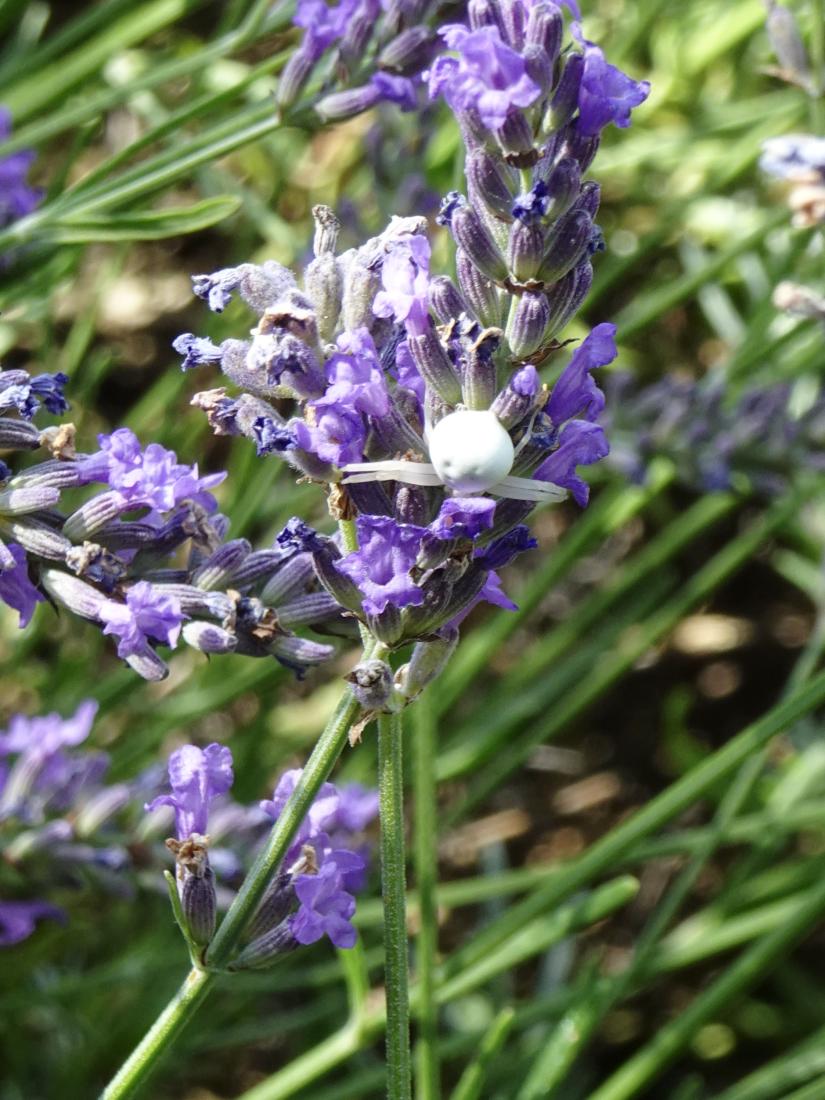 Krabbenspinne (Misumena vatia)