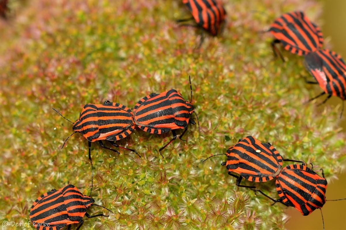 Streifenwanze (Graphosoma italicum) 