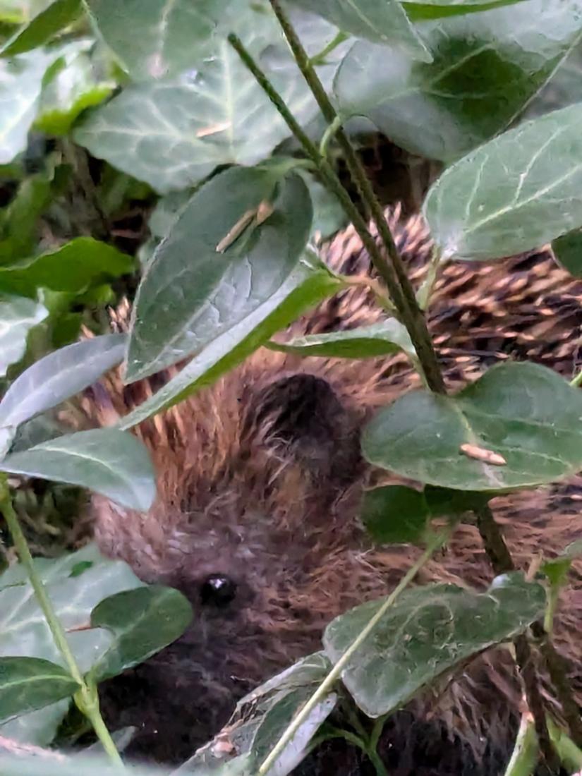 Igel