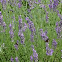 Helle Erdhummel (Bombus lucorum)