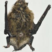 Fledermaus