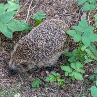 Igel